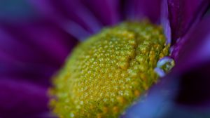 Preview wallpaper flower, macro, pollen