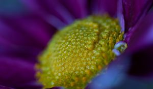 Preview wallpaper flower, macro, pollen