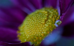 Preview wallpaper flower, macro, pollen