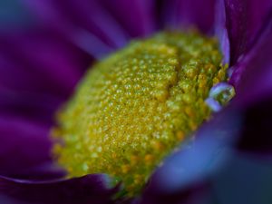 Preview wallpaper flower, macro, pollen