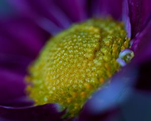 Preview wallpaper flower, macro, pollen