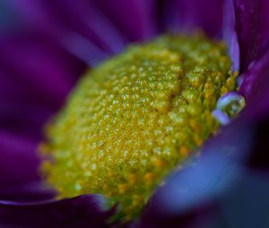 Preview wallpaper flower, macro, pollen