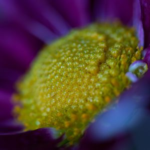 Preview wallpaper flower, macro, pollen