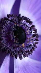 Preview wallpaper flower, macro, purple, closeup