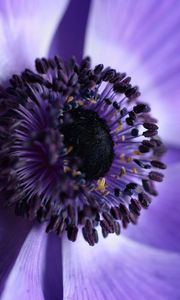 Preview wallpaper flower, macro, purple, closeup