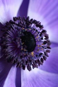 Preview wallpaper flower, macro, purple, closeup