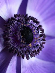 Preview wallpaper flower, macro, purple, closeup