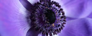 Preview wallpaper flower, macro, purple, closeup