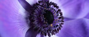 Preview wallpaper flower, macro, purple, closeup