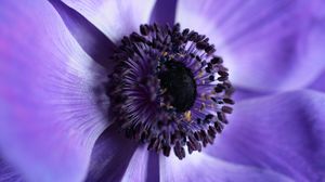 Preview wallpaper flower, macro, purple, closeup