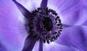 Preview wallpaper flower, macro, purple, closeup