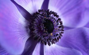 Preview wallpaper flower, macro, purple, closeup