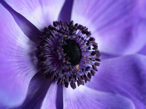 Preview wallpaper flower, macro, purple, closeup