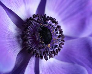 Preview wallpaper flower, macro, purple, closeup