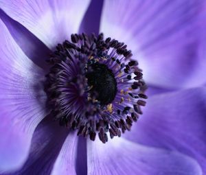 Preview wallpaper flower, macro, purple, closeup