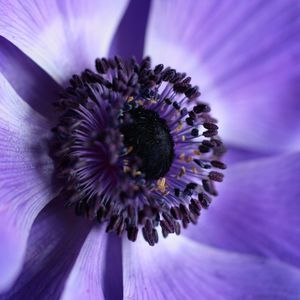 Preview wallpaper flower, macro, purple, closeup