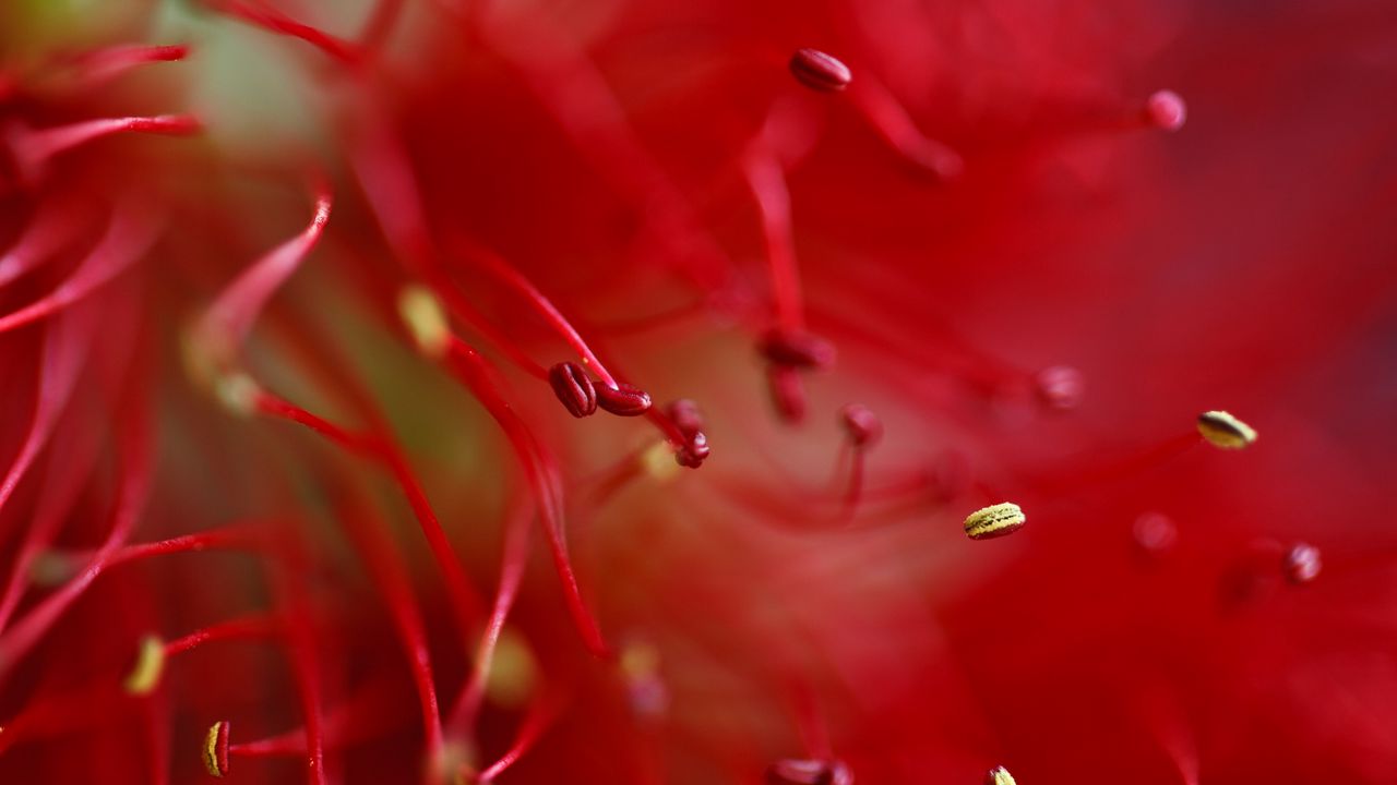 Wallpaper flower, macro, red, pollen, blur