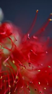 Preview wallpaper flower, macro, red, pollen, blur