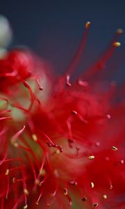 Preview wallpaper flower, macro, red, pollen, blur
