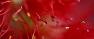 Preview wallpaper flower, macro, red, pollen, blur