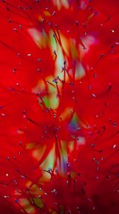 Preview wallpaper flower, macro, red, pollen
