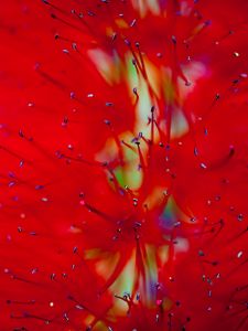 Preview wallpaper flower, macro, red, pollen