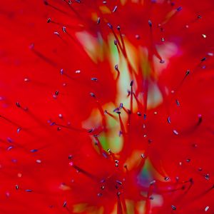Preview wallpaper flower, macro, red, pollen