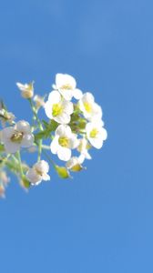 Preview wallpaper flower, macro, sky, beautiful, blue