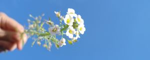 Preview wallpaper flower, macro, sky, beautiful, blue