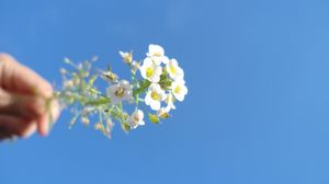 Preview wallpaper flower, macro, sky, beautiful, blue