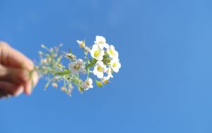 Preview wallpaper flower, macro, sky, beautiful, blue