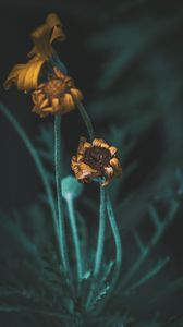 Preview wallpaper flower, macro, stems, dry