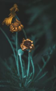 Preview wallpaper flower, macro, stems, dry