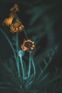 Preview wallpaper flower, macro, stems, dry