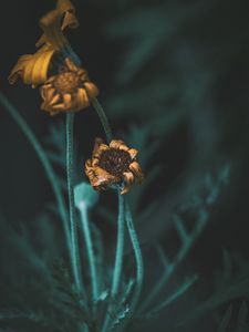 Preview wallpaper flower, macro, stems, dry