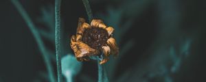 Preview wallpaper flower, macro, stems, dry