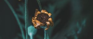 Preview wallpaper flower, macro, stems, dry