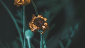 Preview wallpaper flower, macro, stems, dry