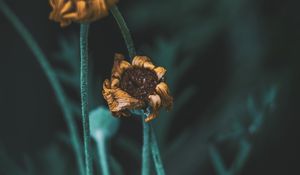 Preview wallpaper flower, macro, stems, dry