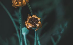 Preview wallpaper flower, macro, stems, dry