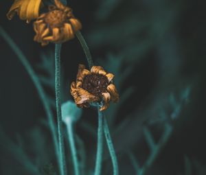 Preview wallpaper flower, macro, stems, dry