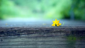 Preview wallpaper flower, macro, yellow, blur