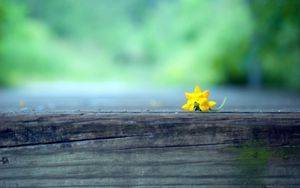 Preview wallpaper flower, macro, yellow, blur