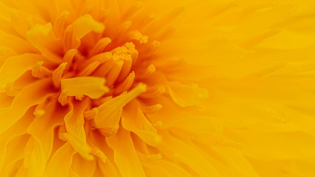 Wallpaper flower, macro, yellow, pollen, petals