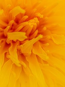 Preview wallpaper flower, macro, yellow, pollen, petals