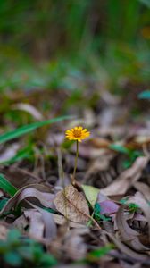 Preview wallpaper flower, macro, yellow, petals, foliage