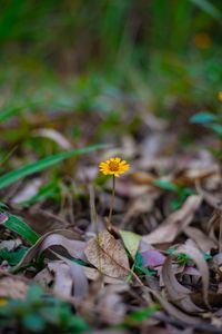 Preview wallpaper flower, macro, yellow, petals, foliage
