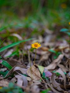 Preview wallpaper flower, macro, yellow, petals, foliage