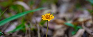 Preview wallpaper flower, macro, yellow, petals, foliage
