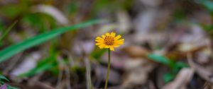 Preview wallpaper flower, macro, yellow, petals, foliage